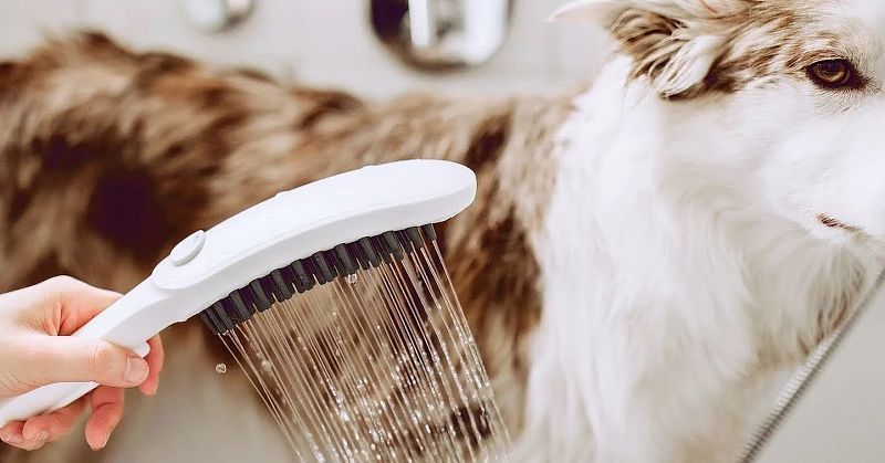 Ручной душ Hansgrohe DogShower для животных, розовый